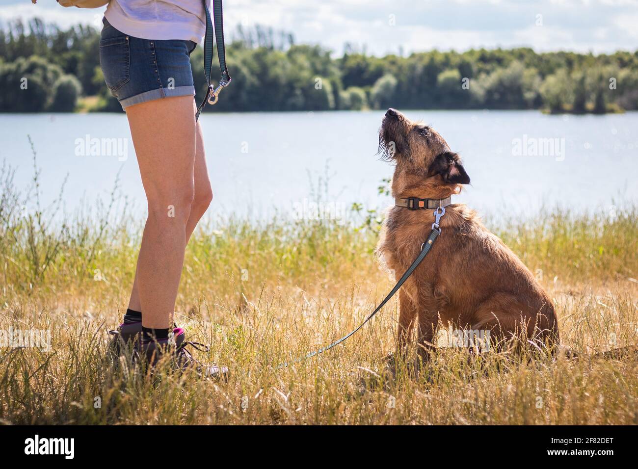 Il cane sta aspettando un comando o un biscotto del cane. PET proprietario addestramento obbedienza suo cane. Attività di svago con gli animali migliori amici all'aperto. Foto Stock