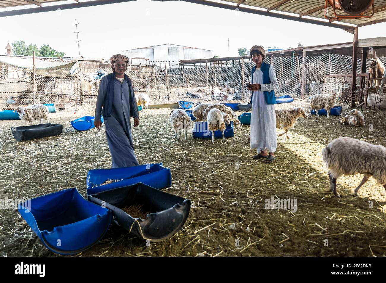 Dammam, Arabia Saudita - 02-Aprile-2021.giovani arabi tradizionali nella loro fattoria di bestiame con capre. Foto Stock
