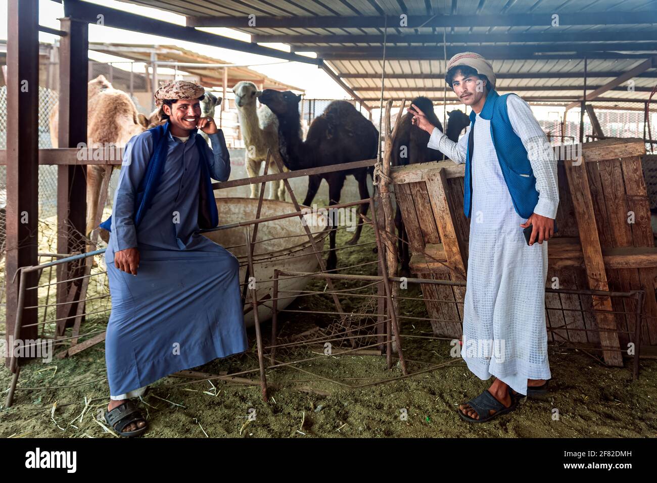 Dammam, Arabia Saudita - 02-Aprile-2021.giovani arabi tradizionali nella loro fattoria di bestiame con cammelli. Foto Stock