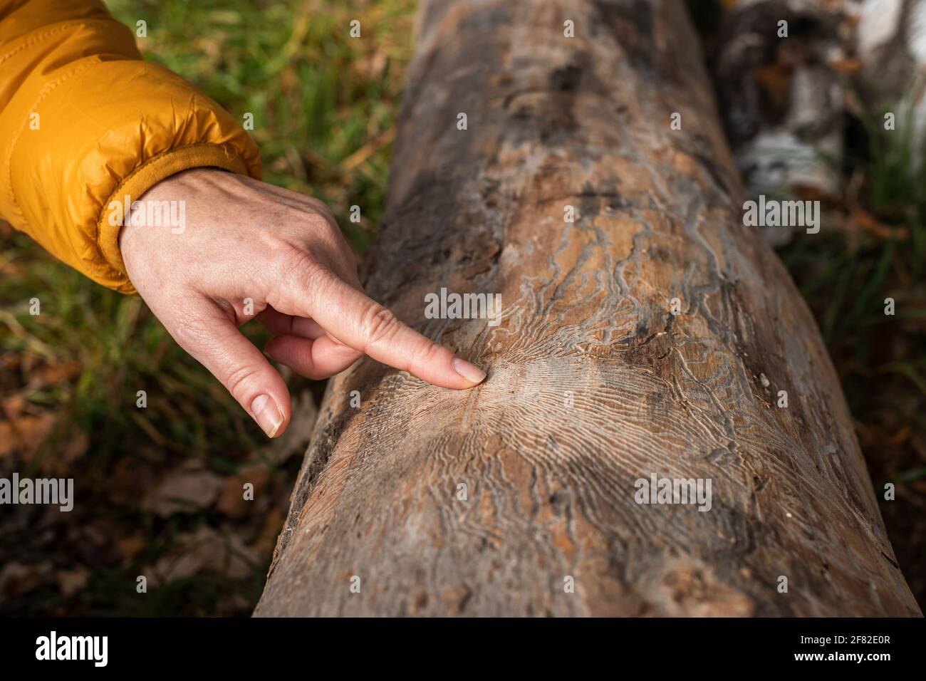 Forester che punta il dito al modello da barbabietola (IPS tipographus) su tronco di albero. Mano femminile che mostra danneggiato da parassiti sulla corteccia della pianta Foto Stock