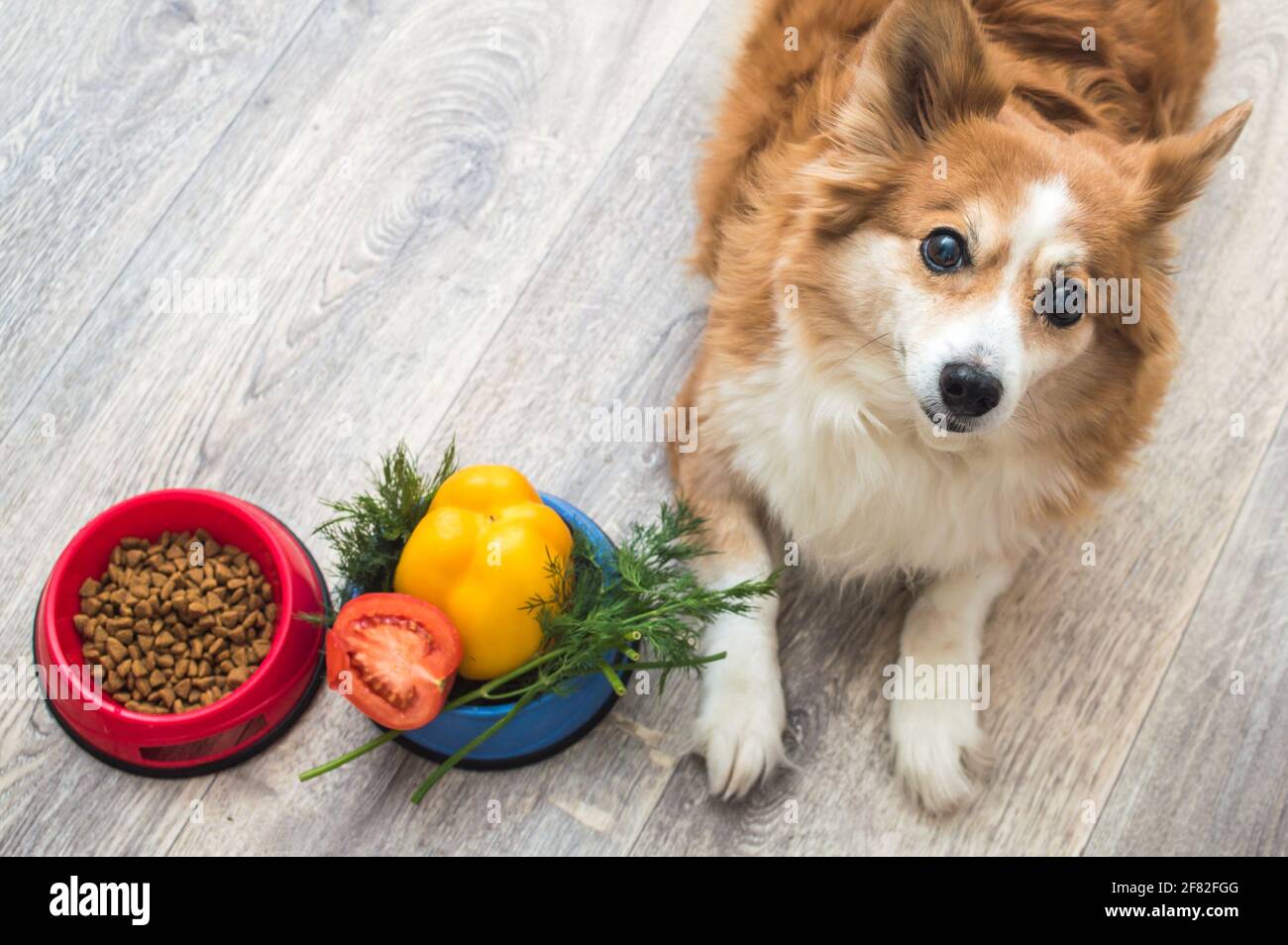 Cibo secco e una ciotola di verdure sono sul pavimento della cucina vicino al cane. Concetto di cibo per cani. Foto Stock