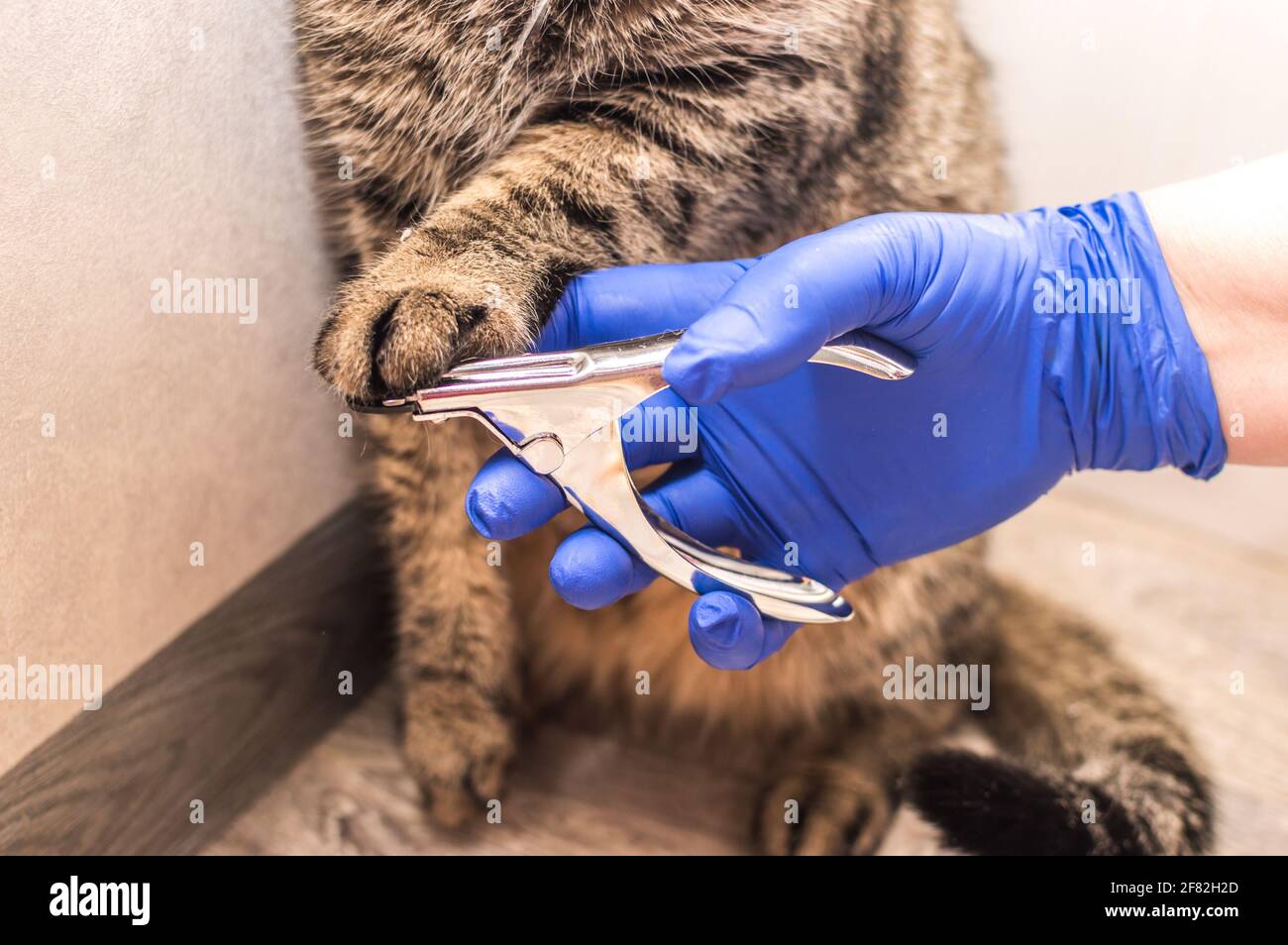 proprietario taglia i chiodi del gatto primo piano Foto Stock