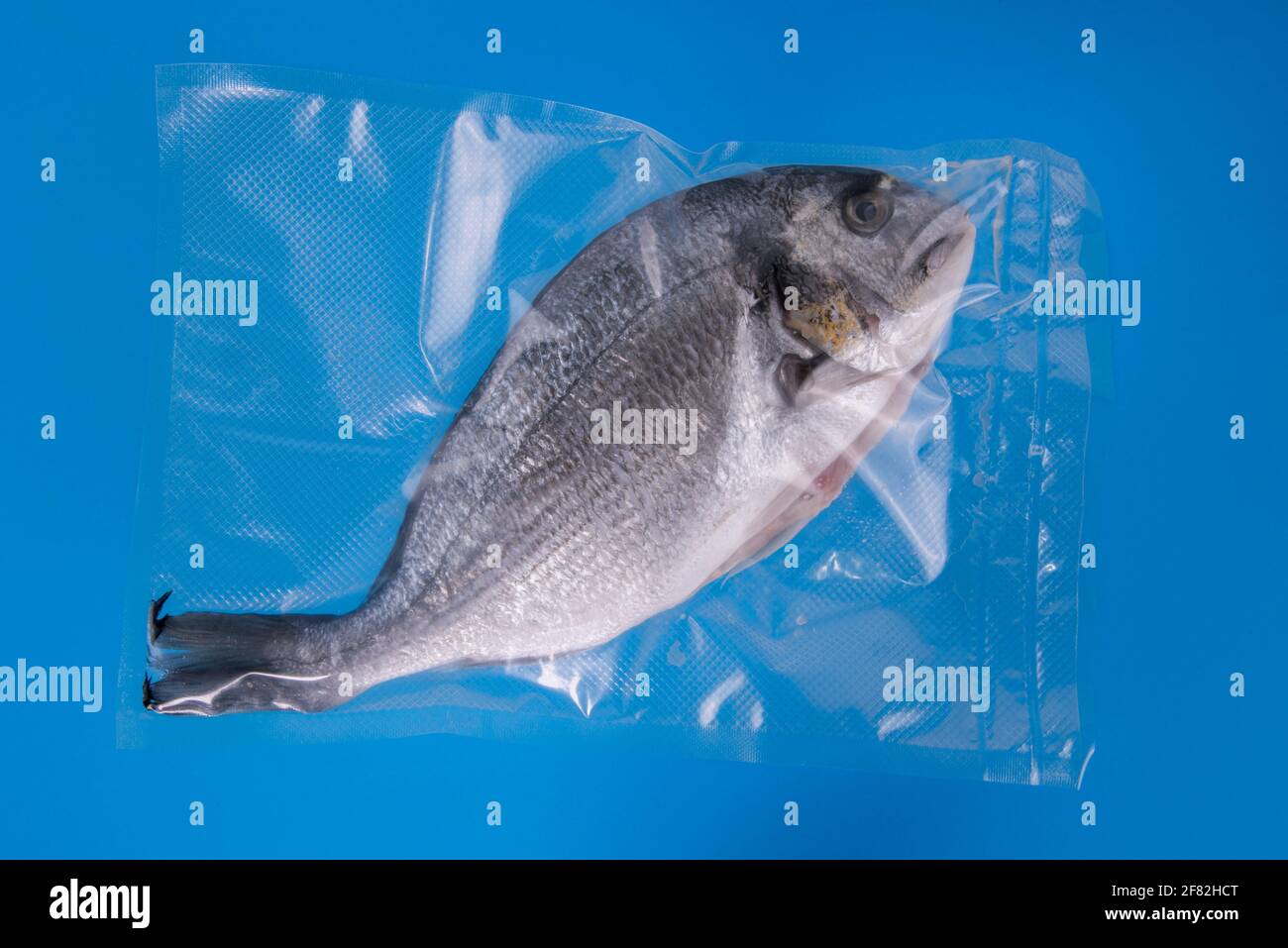 Orata o Dorada pesce sotto vuoto sigillato per cottura sous vide, isolato su sfondo blu Foto Stock