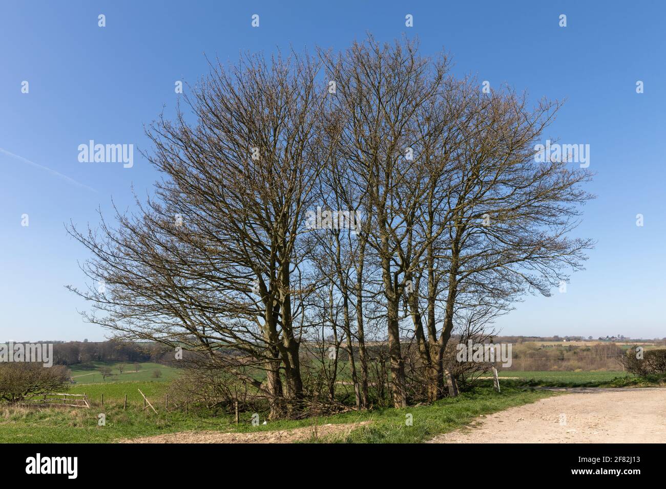 Un boschetto (gruppo di alberi) nel paesaggio del Lincolnshire, Biscathorpe, Lincolnshire, Inghilterra Foto Stock