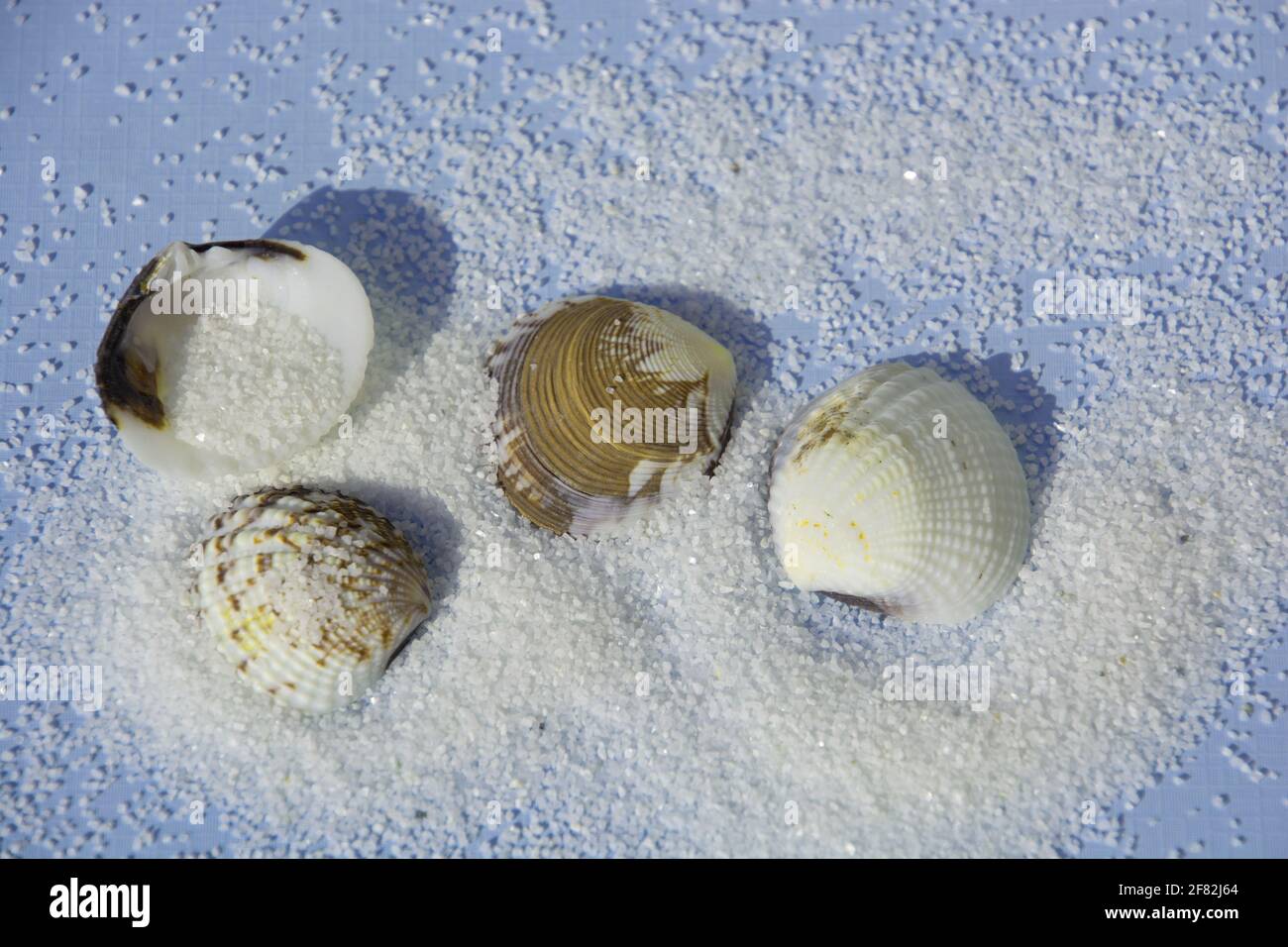 tema estivo con cielo blu e sabbia bianca e alcuni seashells studio girato Foto Stock