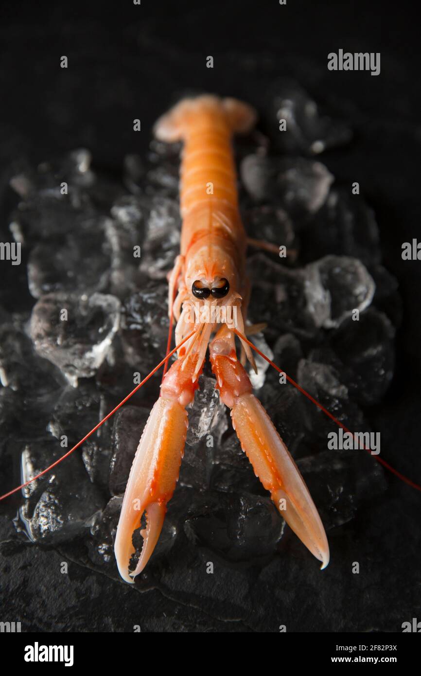 Le langostine crude, o gamberi della baia di Dublino, Nefrops norvegicus, che sono stati catturati nell'Atlantico nordorientale che sono stati acquistati da un supermercato in t Foto Stock