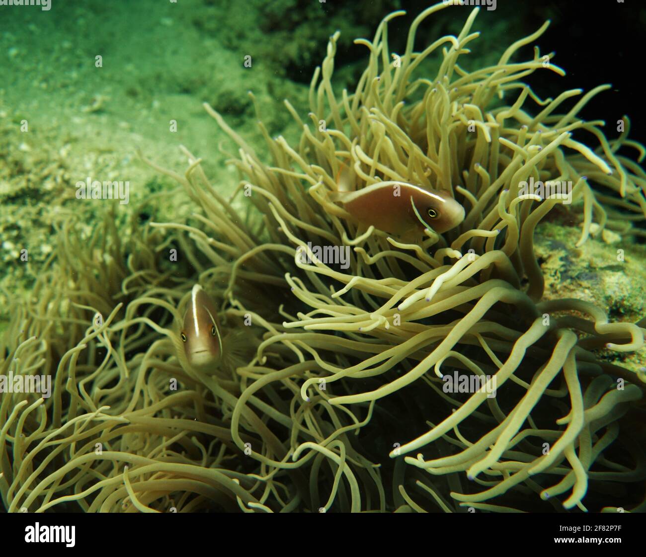 Pesce anemone che tiene al sicuro nel proprio anemone Foto Stock