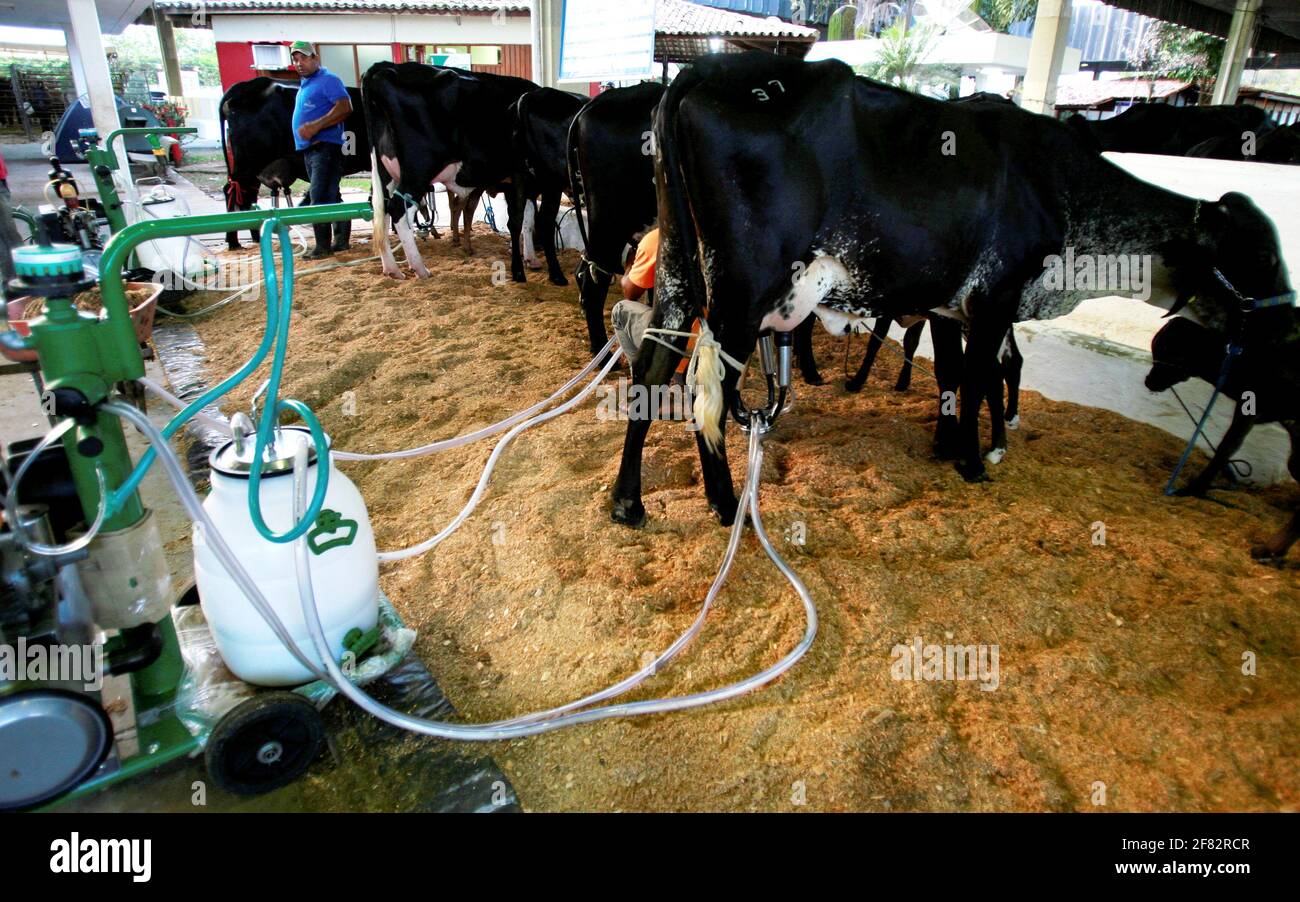 salvador, bahia / brasile - d3, 2014: Cowboy è visto fare mungere meccanizzato di mucca da latte nella città di Salvador. *** Local Caption *** . Foto Stock