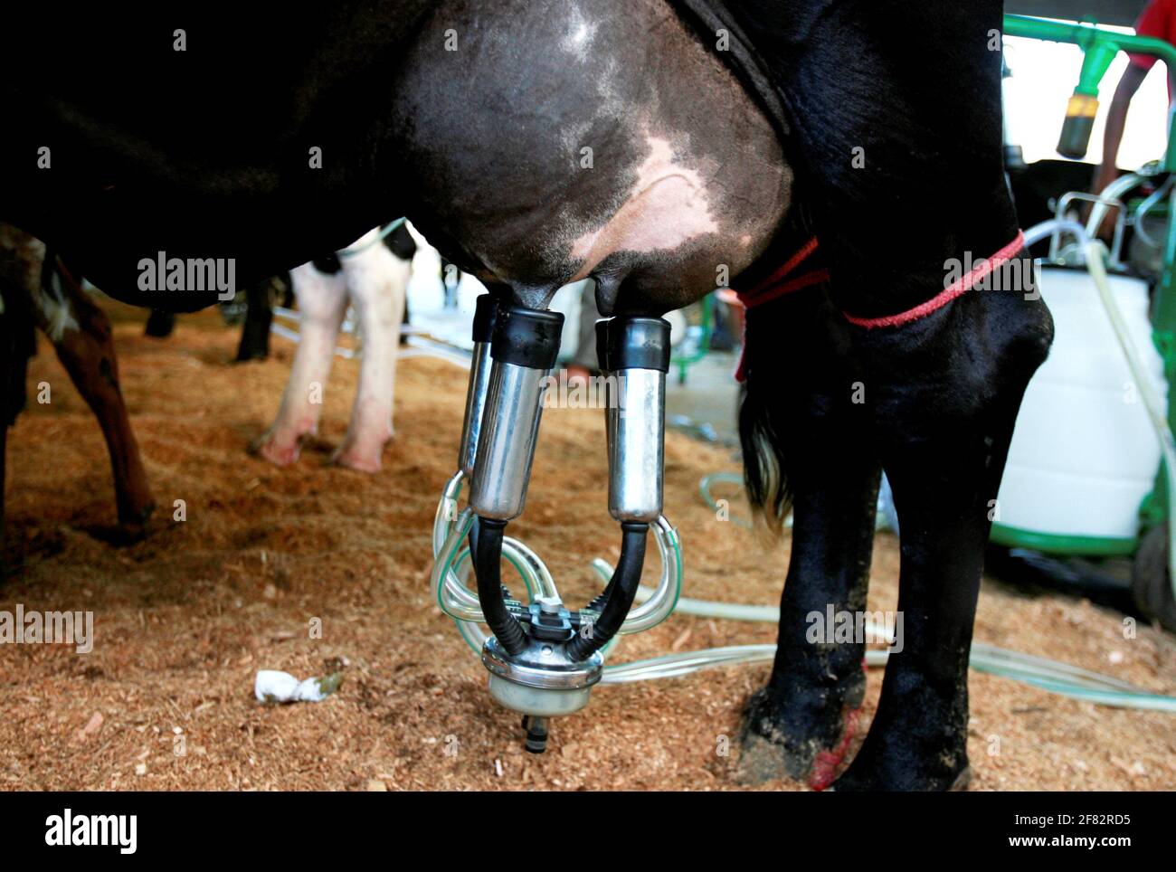 salvador, bahia / brasile - d3, 2014: Cowboy è visto fare mungere meccanizzato di mucca da latte nella città di Salvador. *** Local Caption *** . Foto Stock