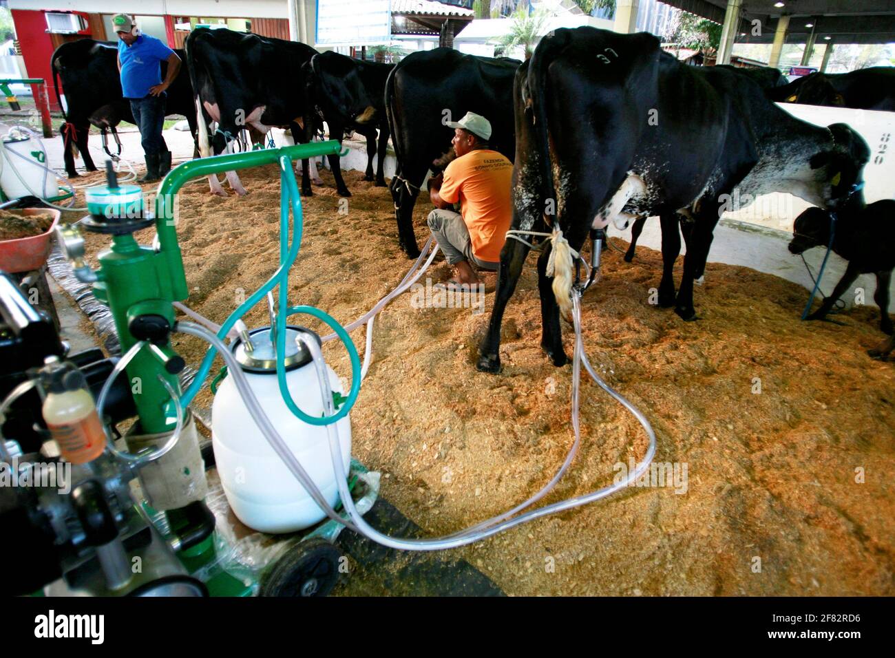 salvador, bahia / brasile - d3, 2014: Cowboy è visto fare mungere meccanizzato di mucca da latte nella città di Salvador. *** Local Caption *** . Foto Stock