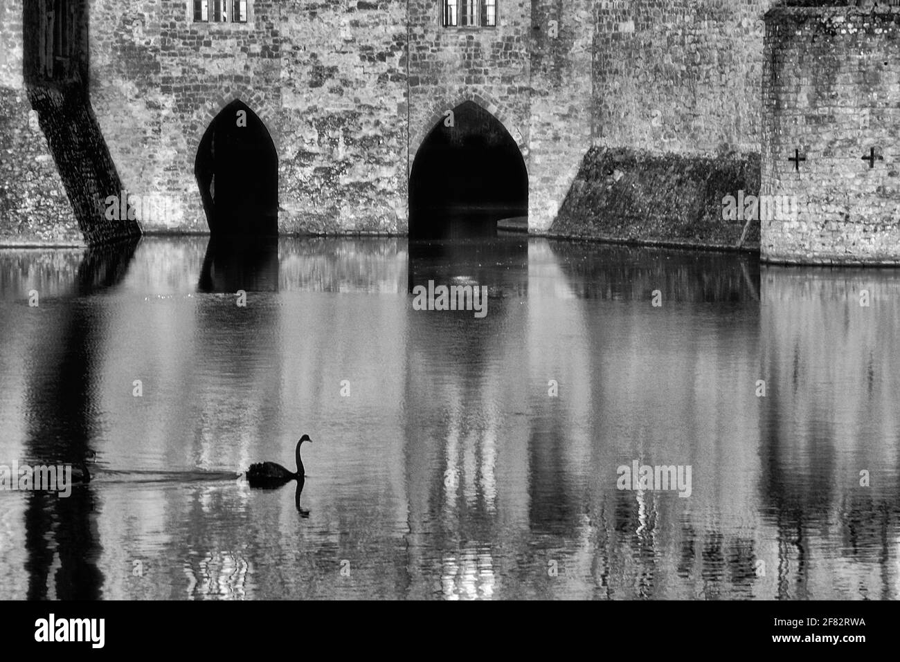 Un cigno nero al castello di Leeds, Kent, Inghilterra, Regno Unito Foto Stock