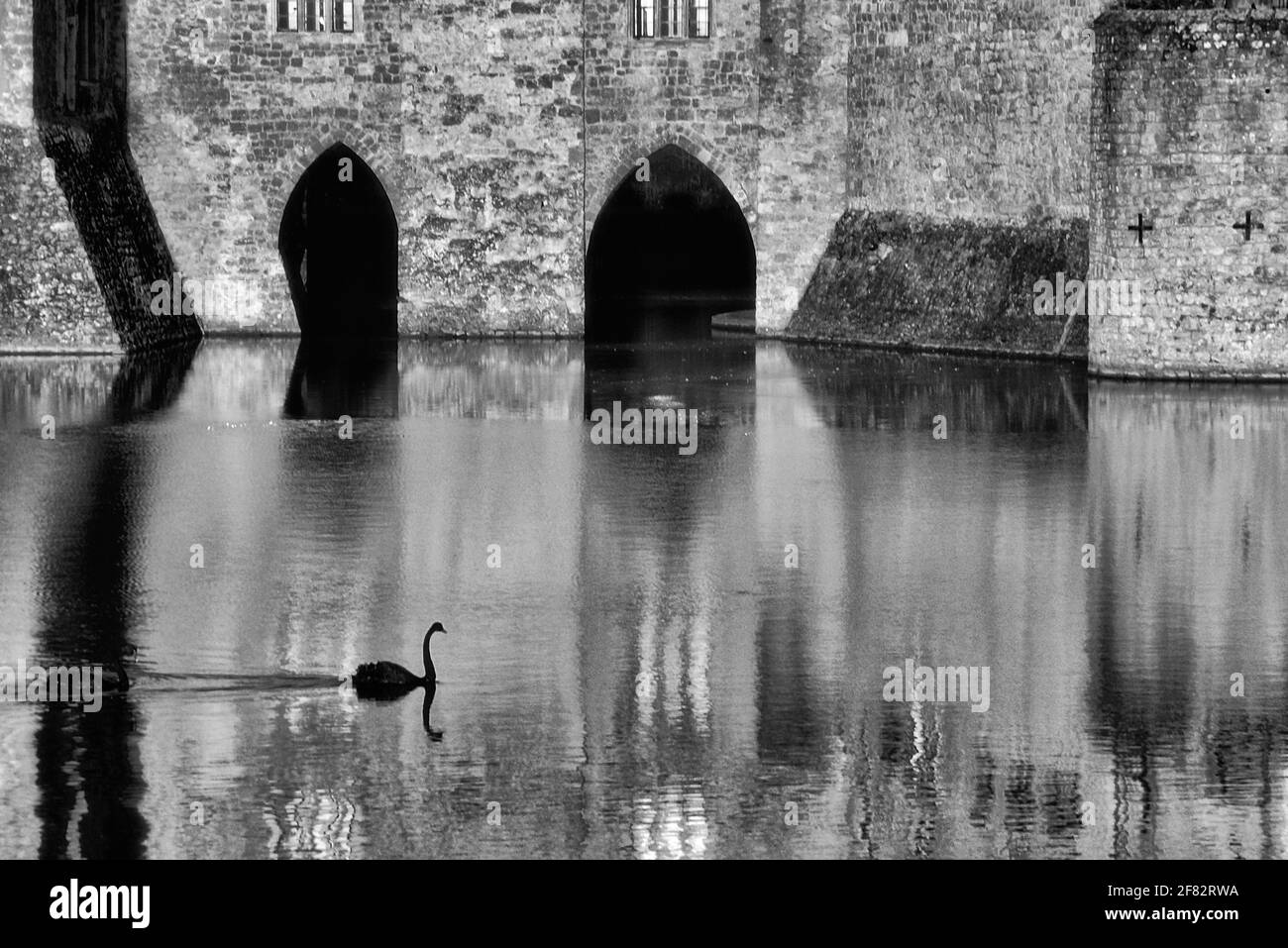 black & white - cigno bianco e cigno nero, Leeds castle, du…