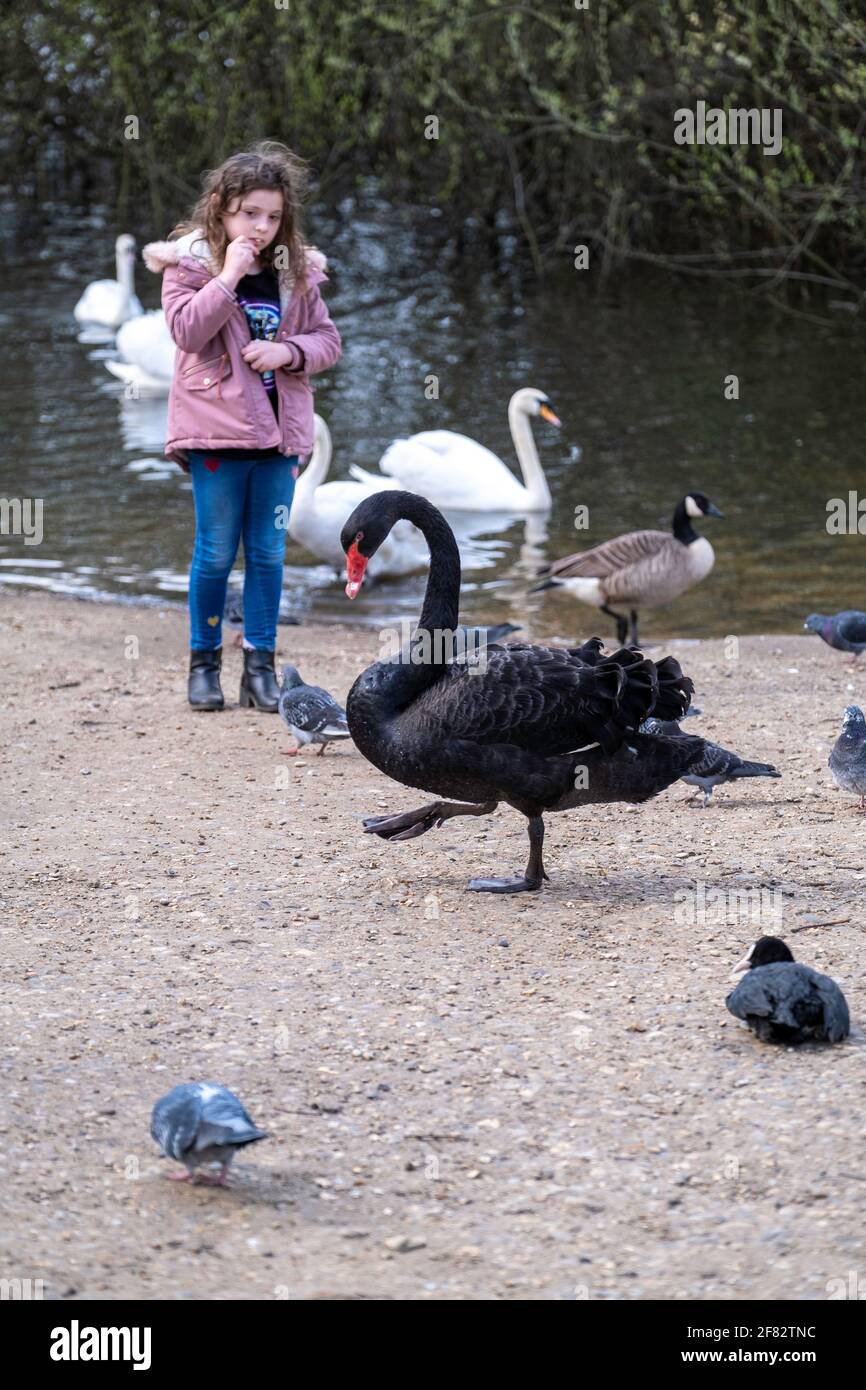 Hollow Ponds, Epping Forest, Laytonstone, Londra, Regno Unito Foto Stock