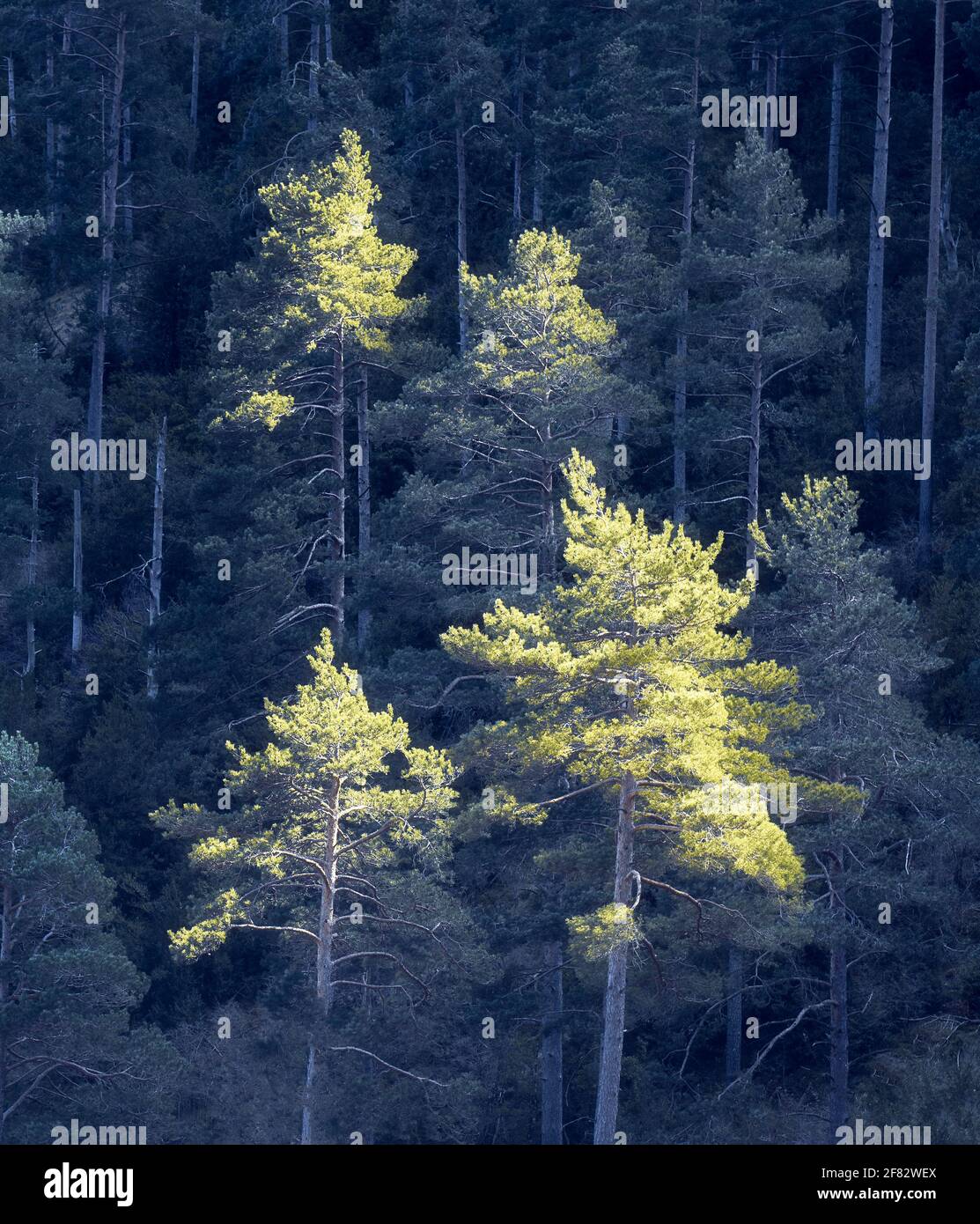 Pini che catturano la luce del sole contro la foresta di sfondo in ombra Foto Stock