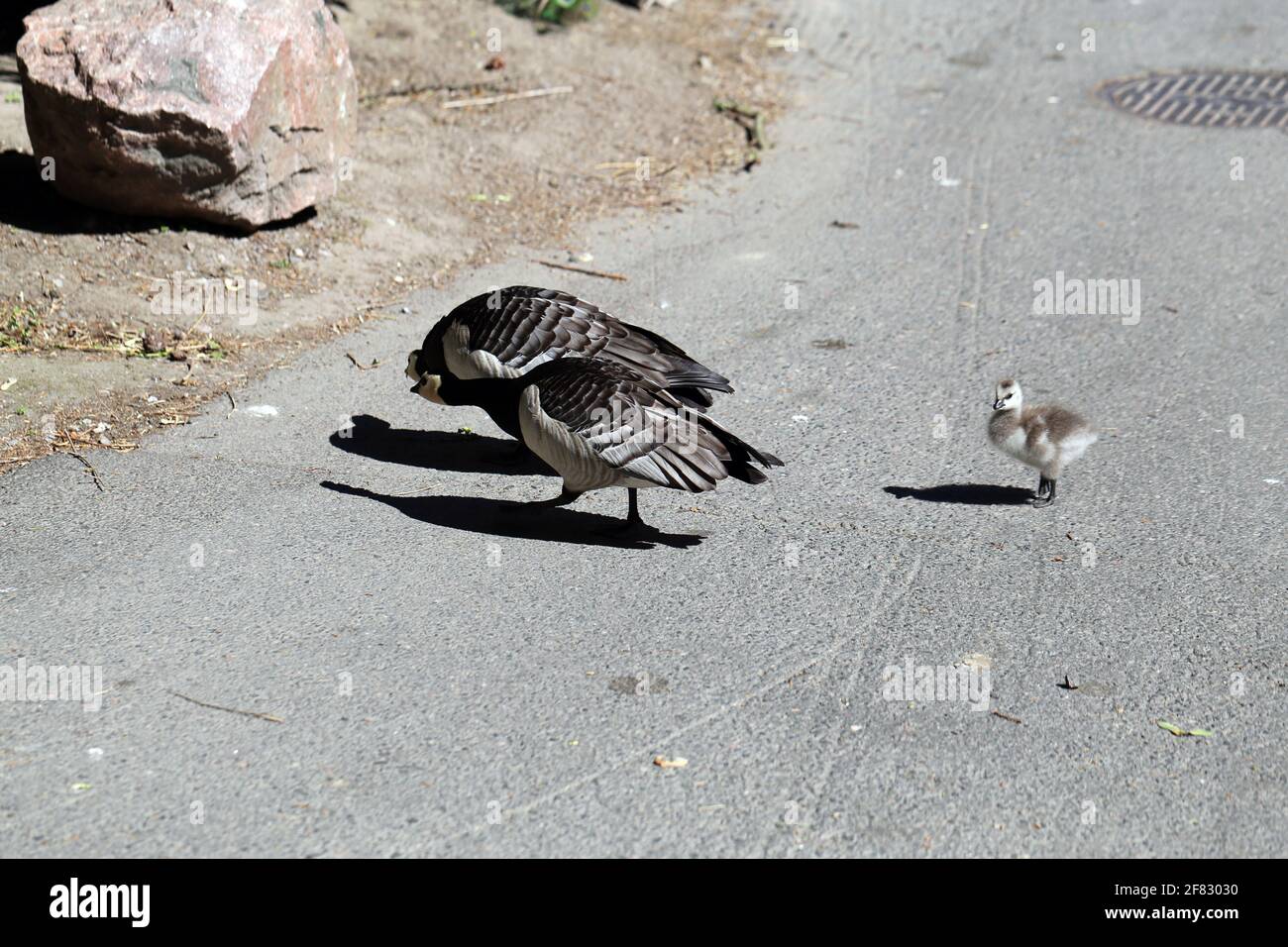 Three Canada Goose - adulti e un bambino fotografati a Helsinki, Finlandia, giugno-19. Giorno estivo soleggiato. Anatre adulti nel Mar Baltico. Foto Stock