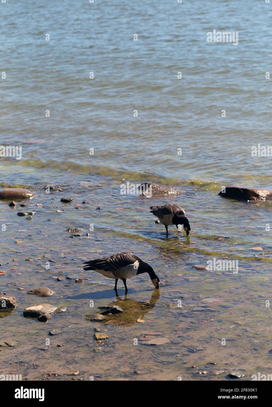 Più oca canadese fotografata nel Mar Baltico in una spiaggia di Helsinki, Finlandia. Giugno 2019. Giorno estivo soleggiato. L'oca canadese è una specie di anatra. Foto Stock