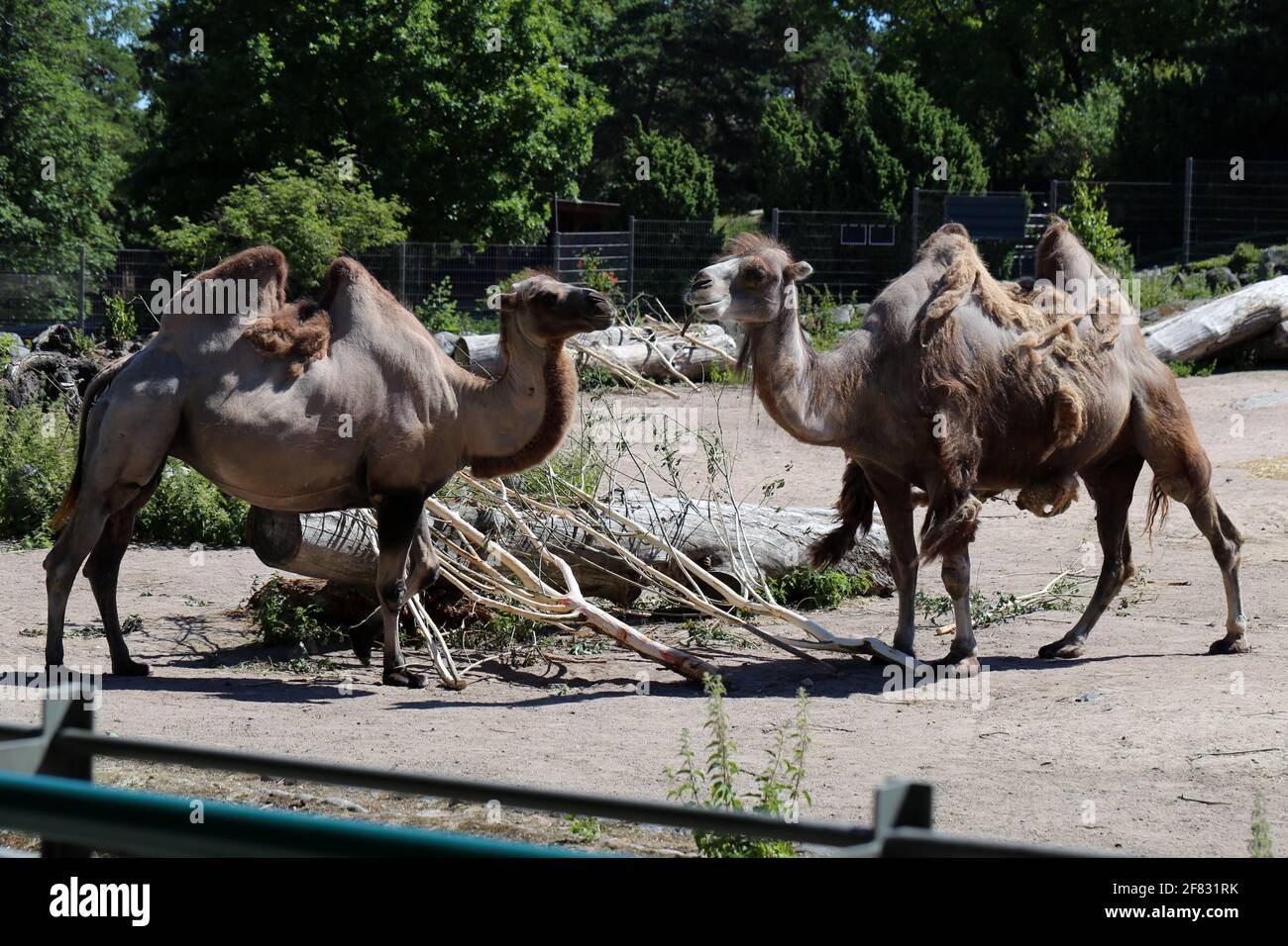 Cammelli bactriani aka cammelli con due gobbe fotografate in uno zoo chiamato Korkeasaari situato a Helsinki, Finlandia. Giugno 2019. Giorno estivo soleggiato. Foto Stock