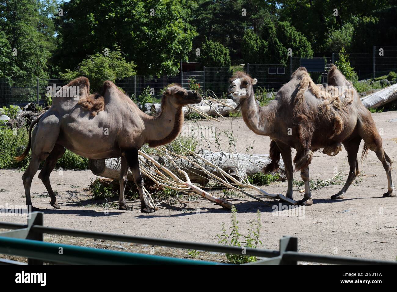 Cammelli bactriani aka cammelli con due gobbe fotografate in uno zoo chiamato Korkeasaari situato a Helsinki, Finlandia. Giugno 2019. Giorno estivo soleggiato. Foto Stock