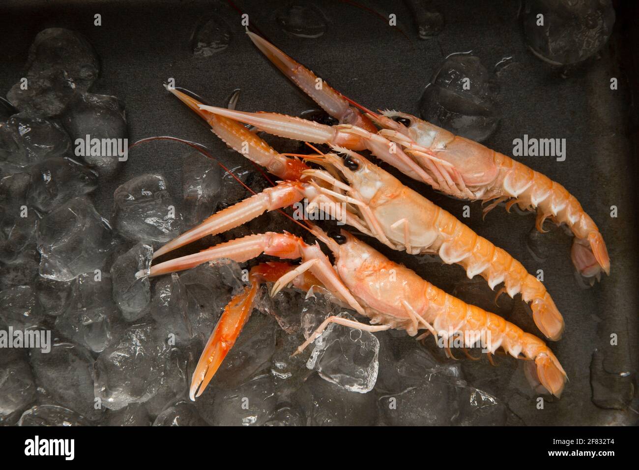 Le langostine crude, o gamberi della baia di Dublino, Nefrops norvegicus, che sono stati catturati nell'Atlantico nordorientale che sono stati acquistati da un supermercato in t Foto Stock