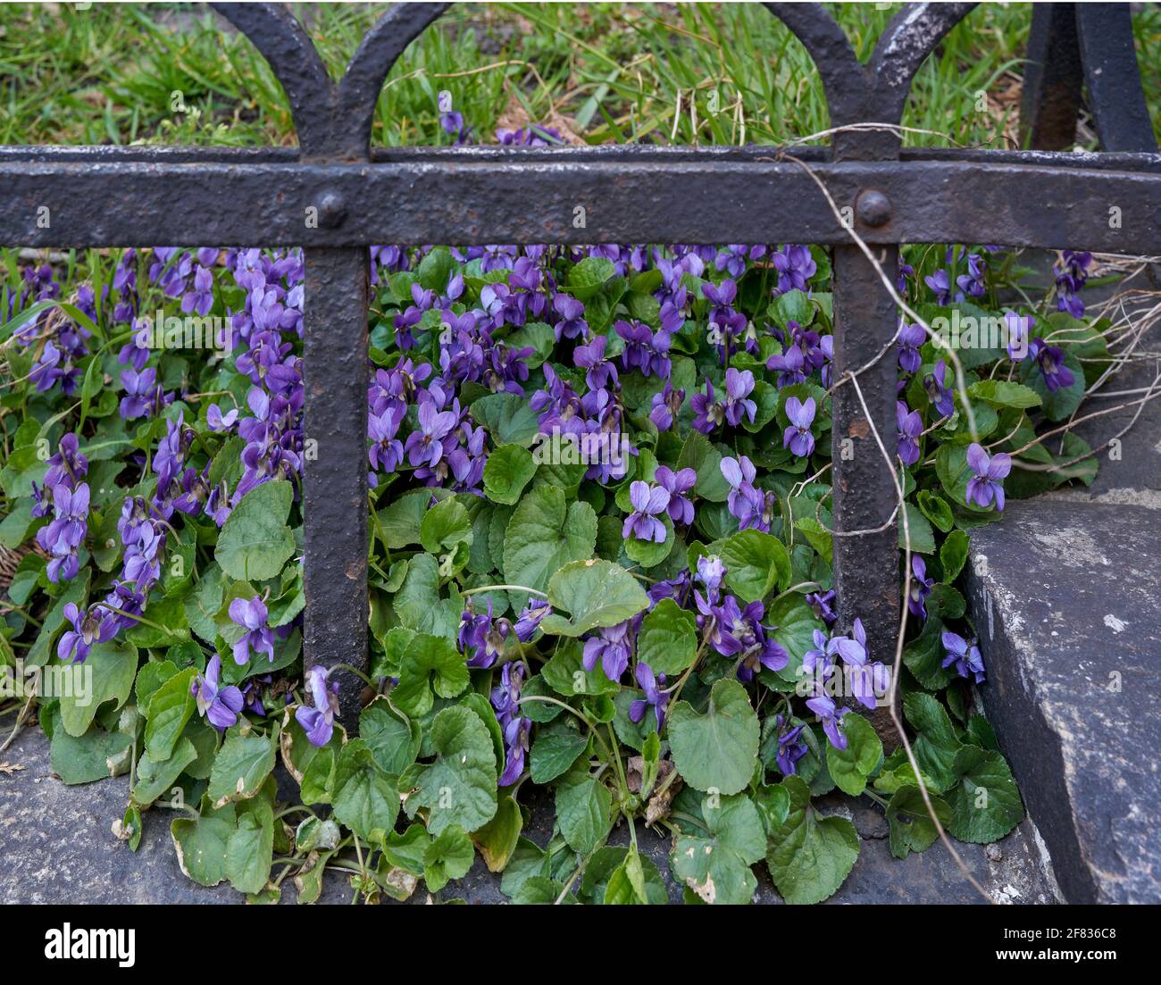 Viola odorata fiorente in grappolo di legno violetto,[1] viola dolce,[2] inglese violetto,[2] violetto comune,[2] violetto del fiorista,[2] o viola del giardino Foto Stock
