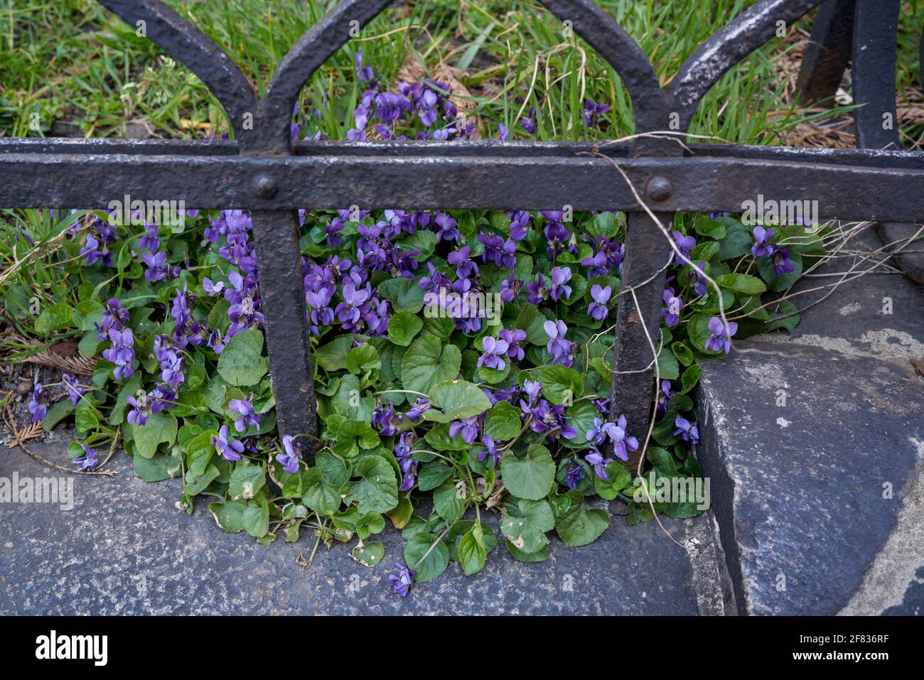 Viola odorata fiorente in grappolo di legno violetto,[1] viola dolce,[2] inglese violetto,[2] violetto comune,[2] violetto del fiorista,[2] o viola del giardino Foto Stock