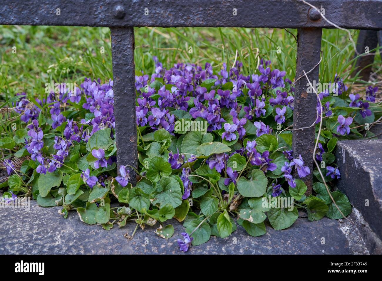 Viola odorata fiorente in grappolo di legno violetto,[1] viola dolce,[2] inglese violetto,[2] violetto comune,[2] violetto del fiorista,[2] o viola del giardino Foto Stock