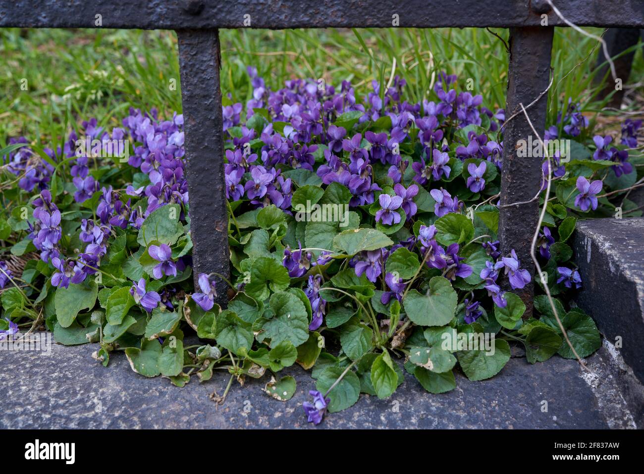 Viola odorata fiorente in grappolo di legno violetto,[1] viola dolce,[2] inglese violetto,[2] violetto comune,[2] violetto del fiorista,[2] o viola del giardino Foto Stock