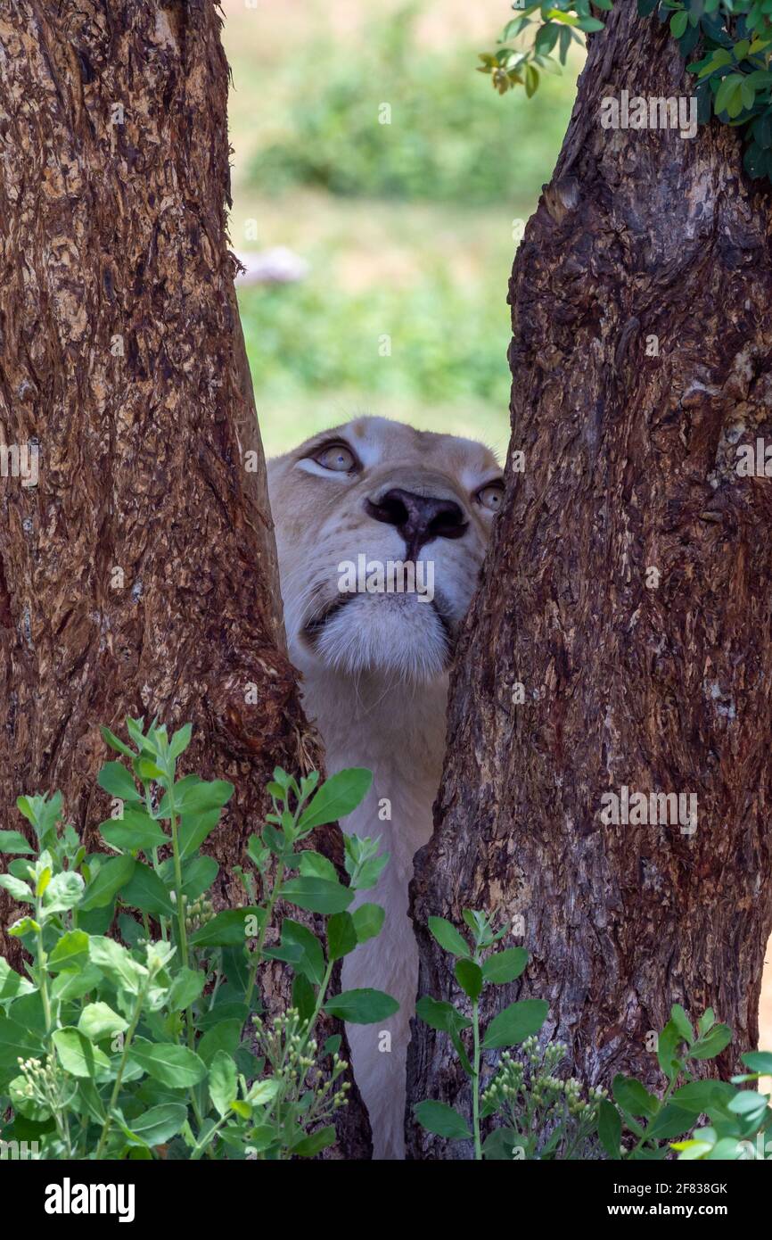 Una donna leone Bianco africano (panthera leo) che guarda tra gli alberi (vista ritratto). Foto Stock