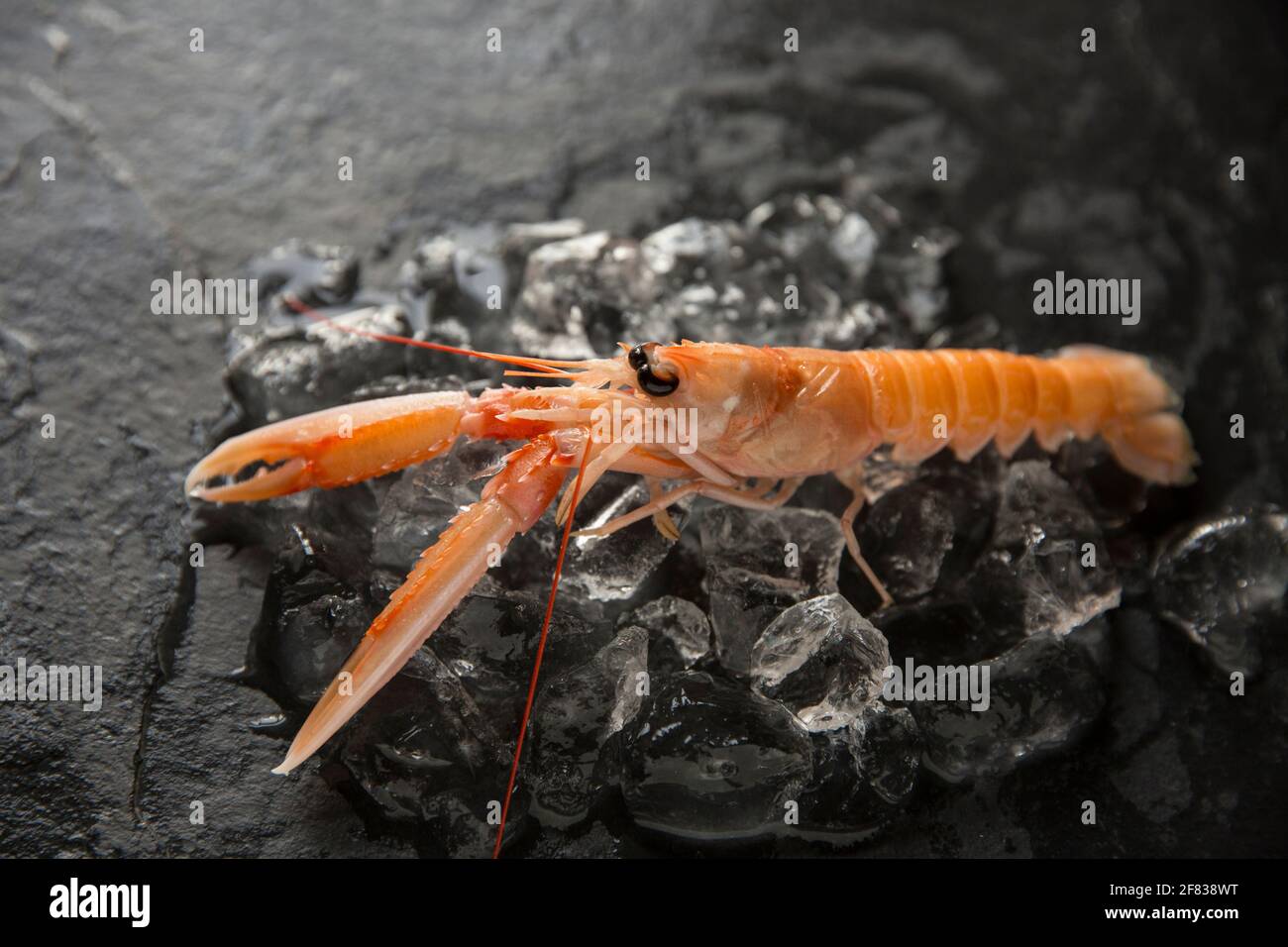 Le langostine crude, o gamberi della baia di Dublino, Nefrops norvegicus, che sono stati catturati nell'Atlantico nordorientale che sono stati acquistati da un supermercato in t Foto Stock