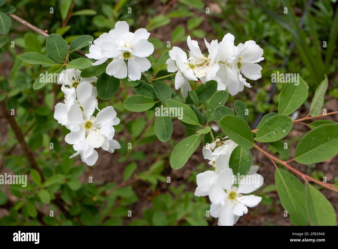 Exochorda x macrantha o perlbush ramo di pianta con fiore bianco grappoli e foglie Foto Stock