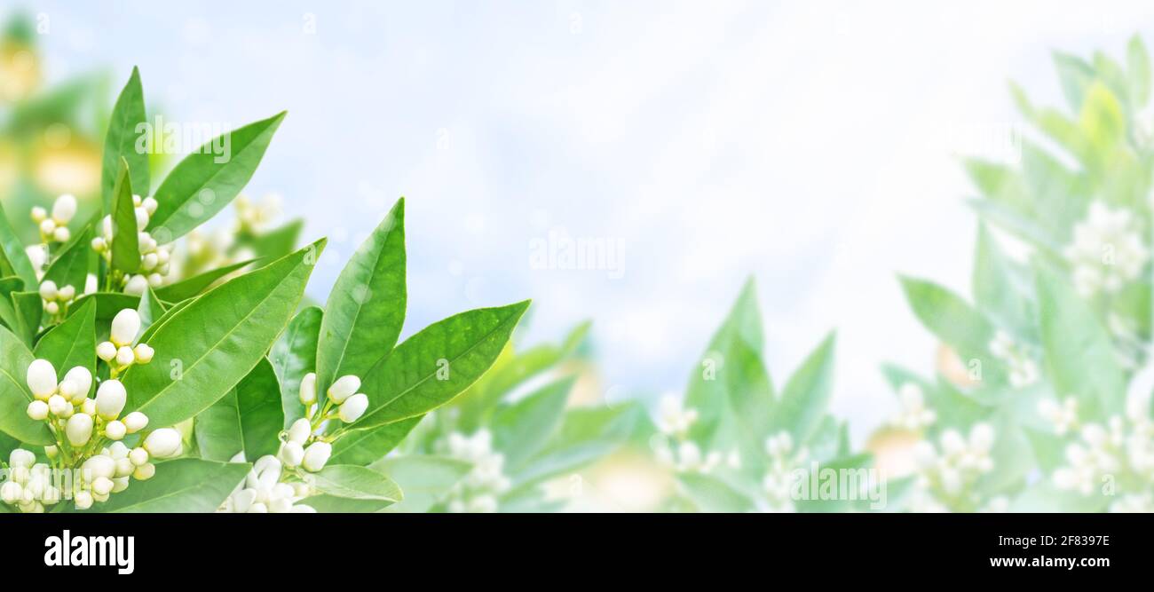 Fiori d'arancio, boccioli, frutta e foglie verdi sullo sfondo del giardino di primavera offuscato. Fioritura dei neroli. Foto Stock