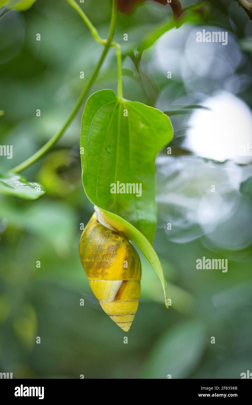 Lumaca con guscio giallo su foglia verde Foto Stock