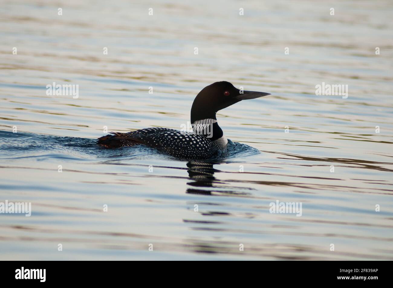 Loon comune (immer Gavia) Nuoto e caccia per il pesce sul lago Kashwakamak in Oriente Ontario Foto Stock