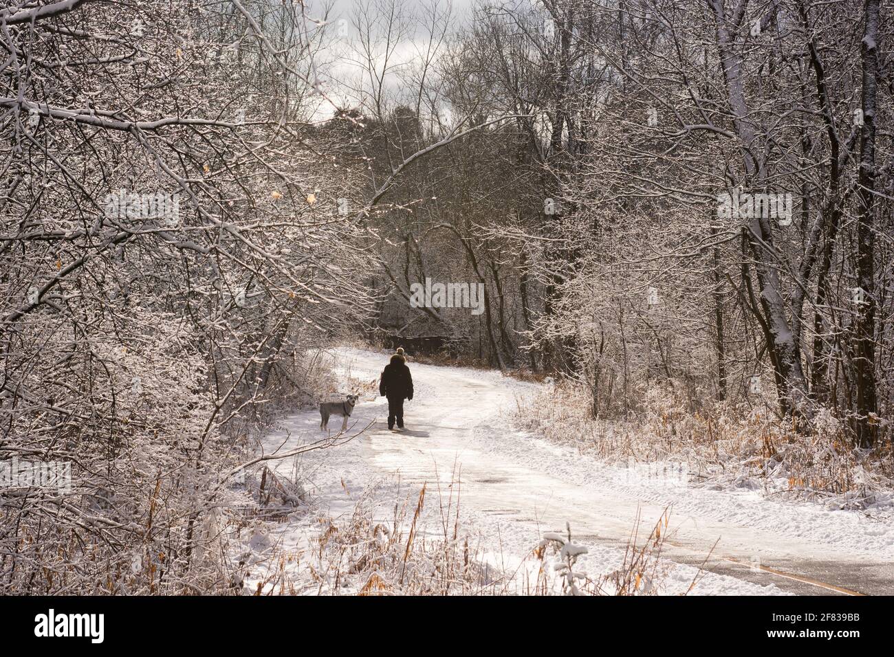 La pioggia gelida ha aggiunto lucentezza a questa scena invernale di una donna che cammina il suo cane Foto Stock