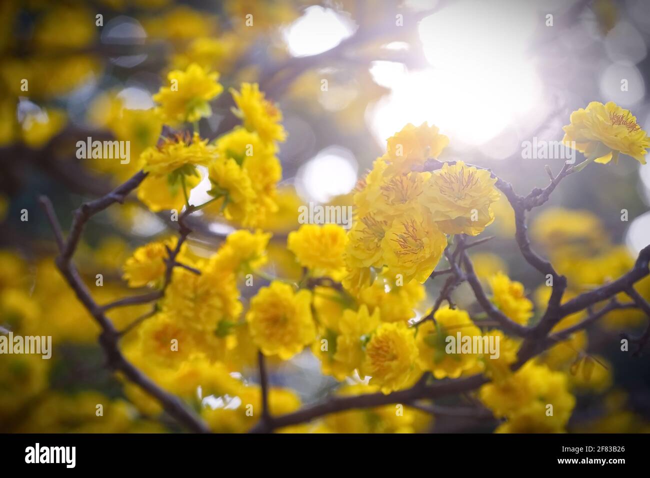 Ochna integerrima o Ochna, chiamato comunemente Ochna vietnamita, è una specie arborea della famiglia Ochnaceae Foto Stock