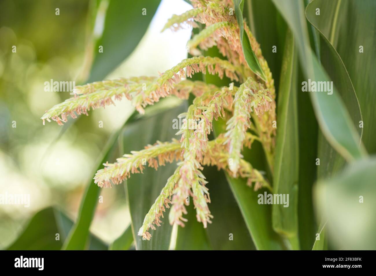 Il mais dolce maschio gli steli dei fiori. Foto Stock