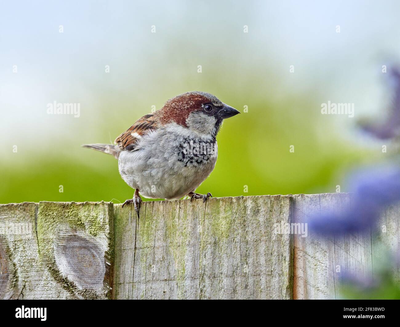 Maschio Casa Sparrow appollaiato su un retro Giardino Fence in Inghilterra Foto Stock