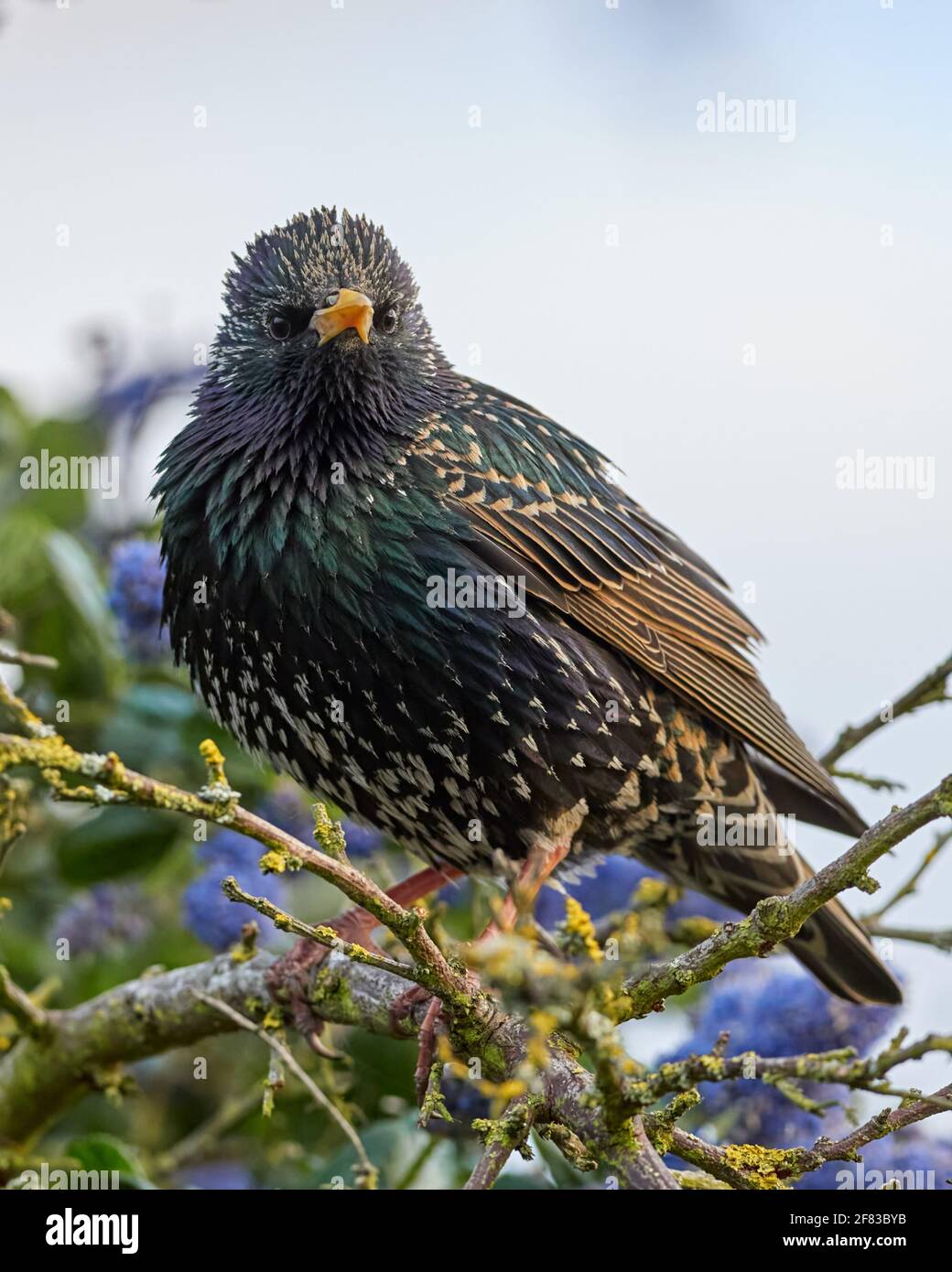 Pro cattura gli uccelli Foto Stock