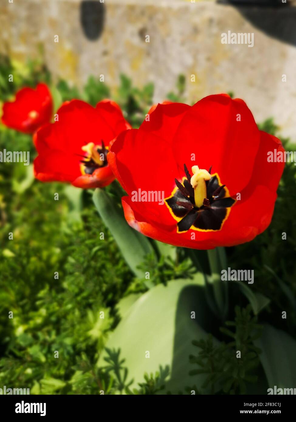 Un colpo verticale di tulipani rossi in fiore in un giardino Foto Stock