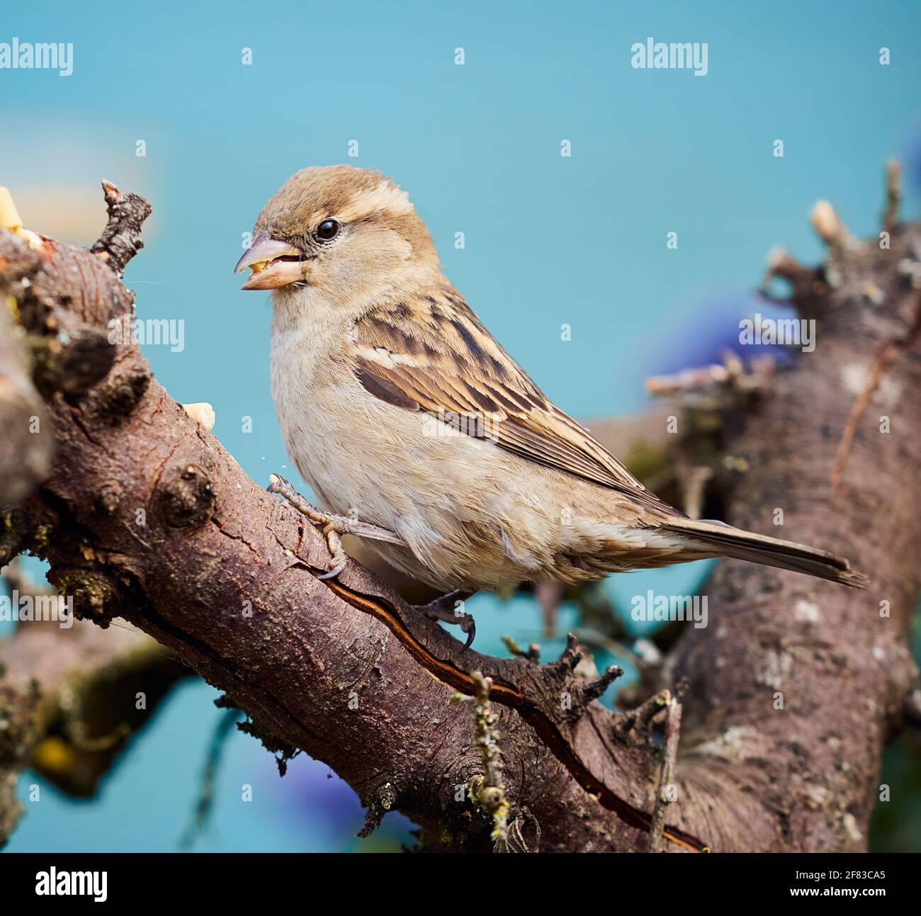 Female House Sparrow che si nuocia sui mealworms Foto Stock