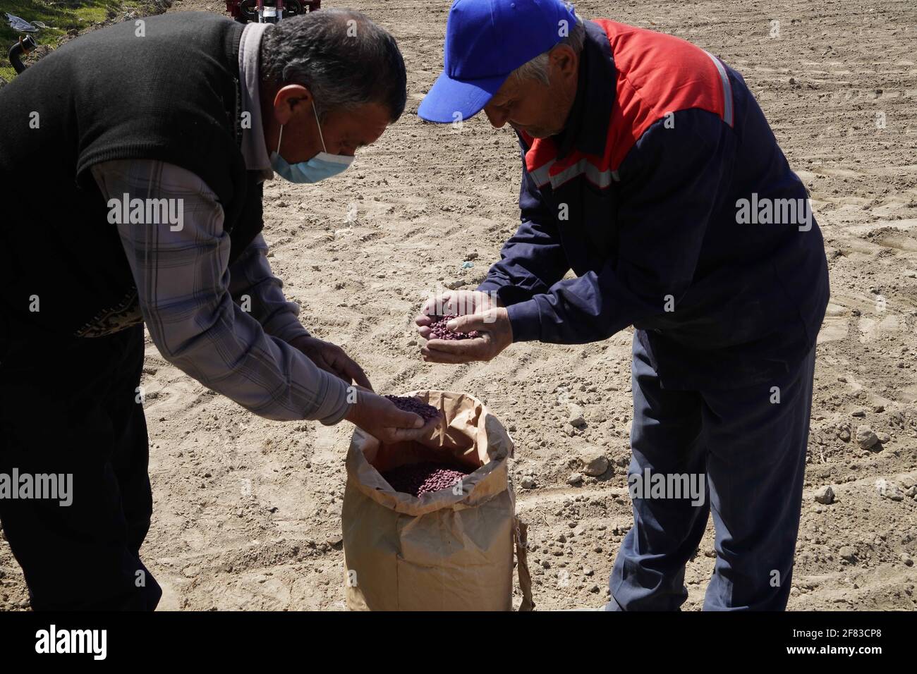 Fertana, Uzbekistan. 9 Apr 2021. Un tecnico introduce i semi di cotone ad un coltivatore nella regione di Fertana, Uzbekistan, 9 aprile 2021. Credit: Zafar Khalilov/Xinhua/Alamy Live News Foto Stock