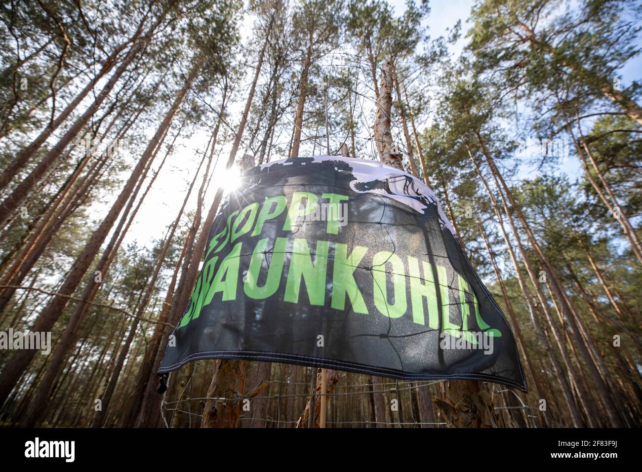 Schleife, Germania. 11 Apr 2021. Un banner con l'iscrizione 'STOP BRAUNKOHLE' pende su due alberi. L'azione di protesta 'Unverkäuflich' della rete ambientale Grüne Liga a Schleife, nei pressi della miniera d'opencast Nochten, nel distretto di Görlitz, è diretta contro il minacciato dragaggio di LEAG (Lausitz Energie Bergbau AG). Credit: Daniel Schäfer/dpa-Zentralbild/dpa/Alamy Live News Foto Stock