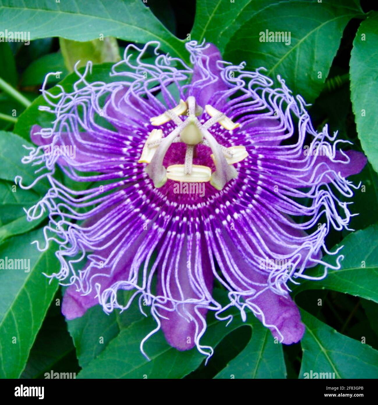 Primo piano della sorprendente testa floreale del fiore Passiflora incarnata. Foto Stock