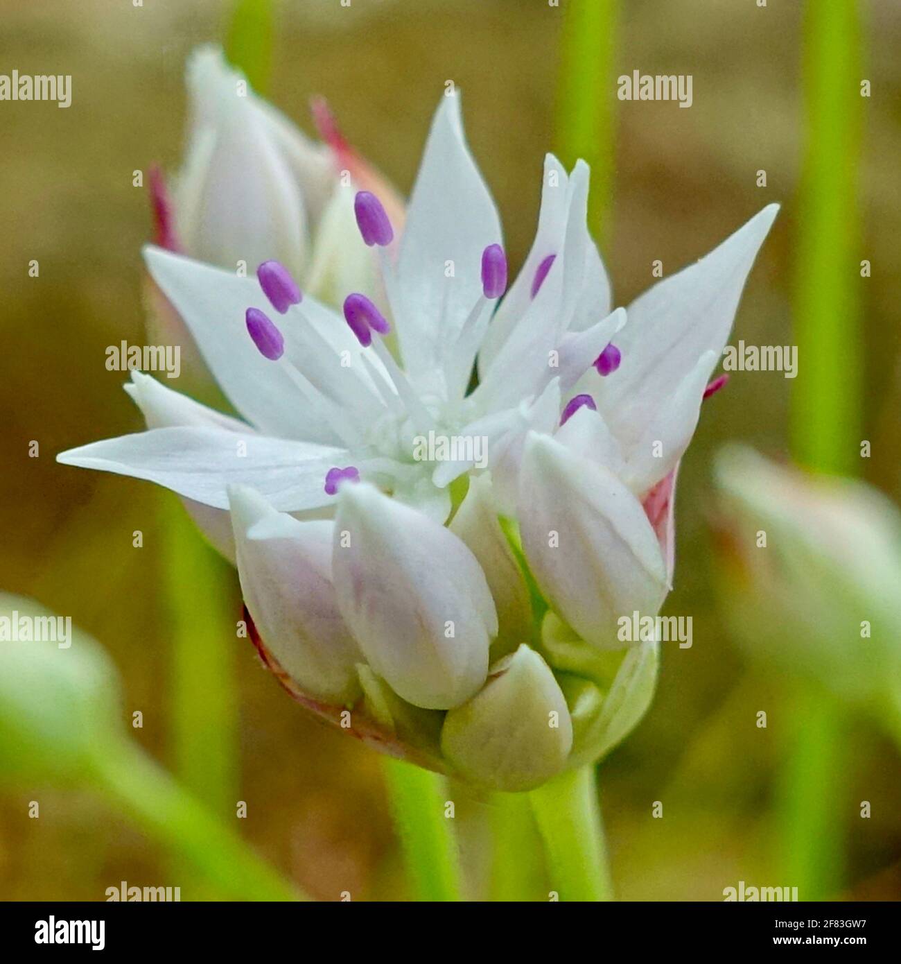 Allium amplictens è una specie di cipolla selvatica nota con il nome comune di cipolla a foglia stretta. Foto Stock