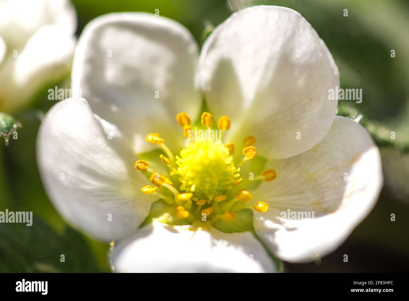 Fiore di fragola che fiorisce alla luce del sole Foto Stock