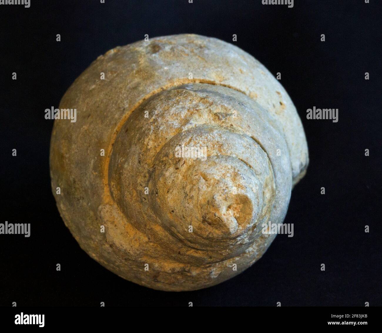 Un grande fossile di lumache di mare che è relativamente comune in alcune parti del Regno Unito con i sedimenti marini tardo Triassic e Jurassic. Questo è un Bourgueita Foto Stock