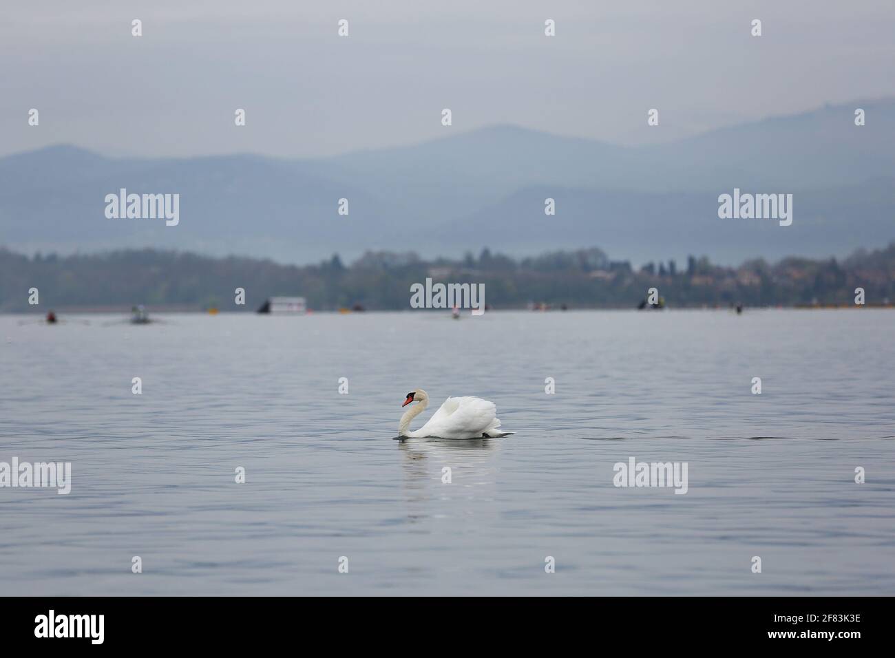 Varese, Italia. 10 Apr 2021. Un cigno sul lago di Varese il 10 aprile 2021 a Varese, Italia Credit: Mickael Chavet/Alamy Live News Foto Stock