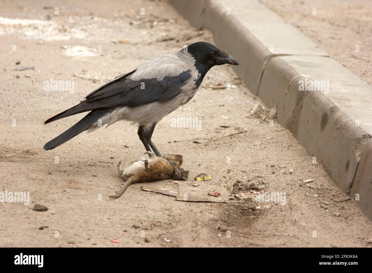 Il corvo grigio mangia il ratto grigio morto. Uccello e roditore. Corvus corone cornix e Rattus norvegicus. Scena urbana sul parcheggio. Catena alimentare Foto Stock