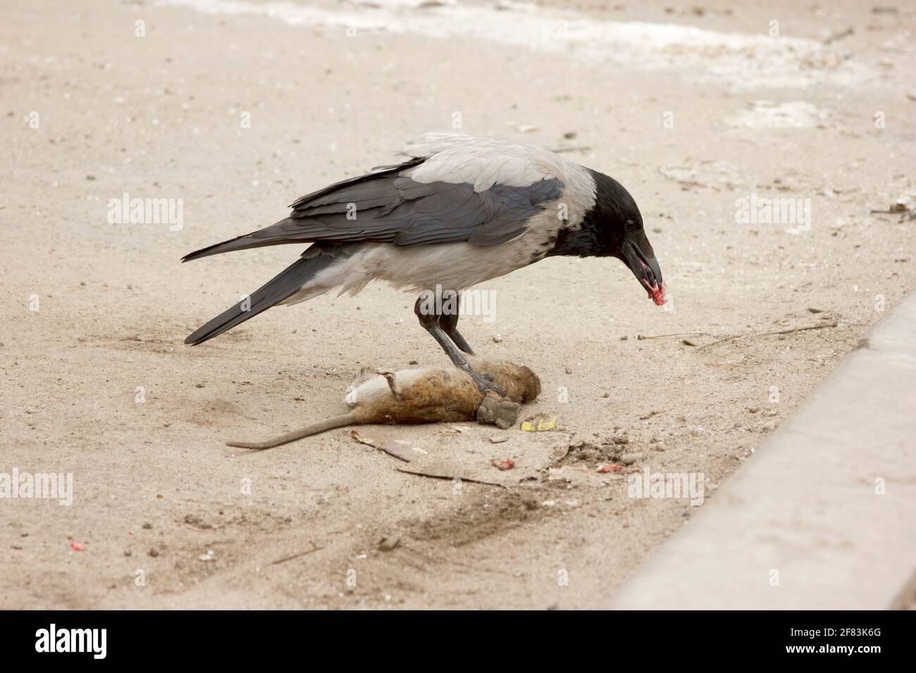 Un corvo grigio mangia un ratto grigio morto. Corvus corone cornix e Rattus norvegicus. Scena urbana sul parcheggio. Catena alimentare Foto Stock
