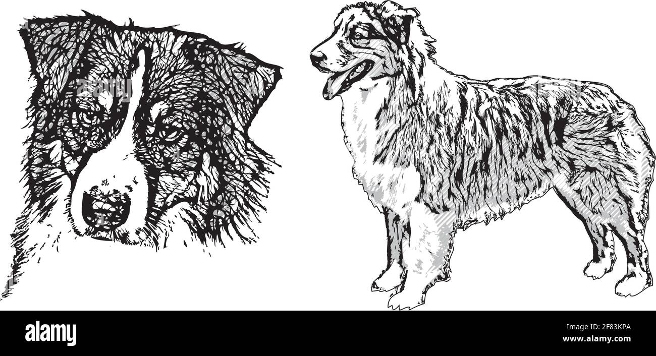 Australian Shepherd illustrazione su bianco Illustrazione Vettoriale